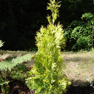 Thuja occidentalis 'Aurea'