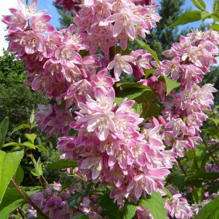 Deutzia hybrida 'Strawberry Fields'