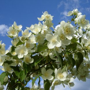 Philadelphus coronarius