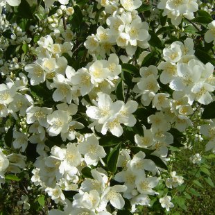 Philadelphus coronarius