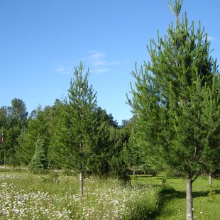 Pinus peuce