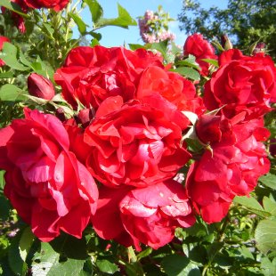 Rosa rugosa 'Hansaland'