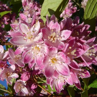 Deutzia hybrida 'Strawberry Fields'