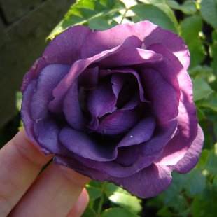 Rosa ‘Rhapsody in Blue’