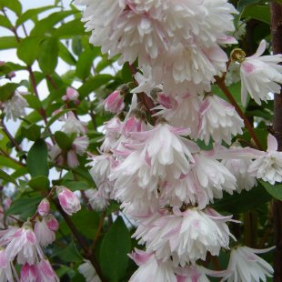 Deutzia 'Pride of Rochester'
