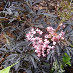 Sambucus nigra 'Black Lace' / 'Eva'
