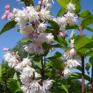 Deutzia 'Pride of Rochester'