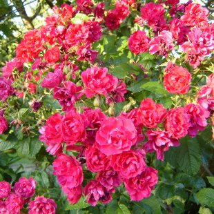 Rosa rugosa 'F.J.Grootendorf'