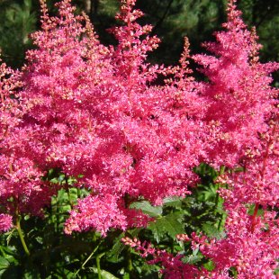 Astilbe