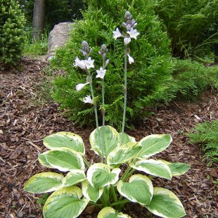Hosta 'Carnival'