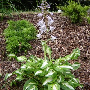 Hosta undulata ‘Unvitata’ / ‘Mediovariegata’
