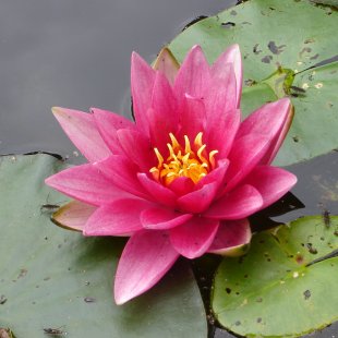 Nymphaea ‘Fabiola’ 