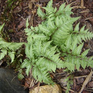 Athyrium niponicum var.pictum ‘Ursulas Red’ 