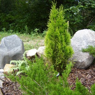 Thuja occidentalis 'Golden Smaragd' / 'Janed Gold'