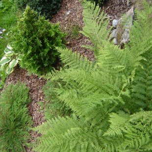 Athyrium filix-femina
