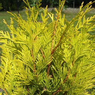 Thuja plicata ‘Golden 4 ever’