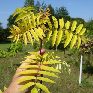 Sorbus aucuparia ‘Dirkenii’