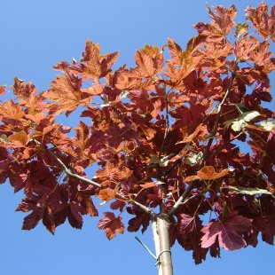 Acer pseudoplatanus 'Esk Sunset'