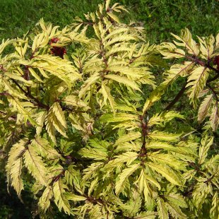 Sambucus racemosa 'Plumosa Aurea'