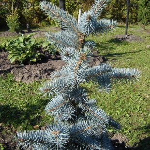 Picea pungens 'Endtz'