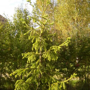Picea abies 'Argenteospicata'