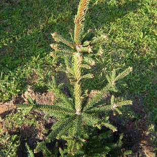 Picea abies 'Emerita'