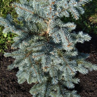 Picea pungens