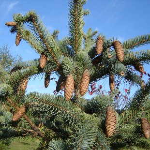 Picea asperata 'Mayeri'
