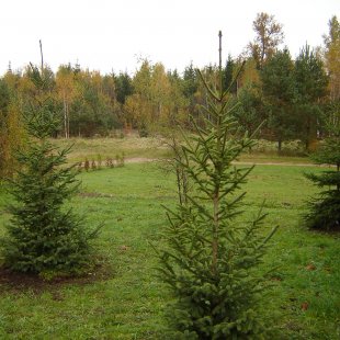 Picea engelmanii