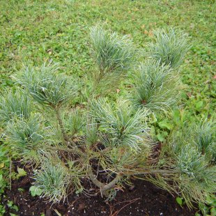 Pinus pumilo