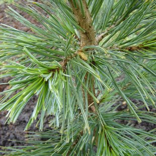 Pinus flexilis 'Vanderwolf's Pyramid'