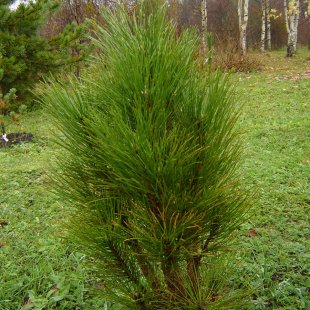 Pinus nigra 'Zimmer'