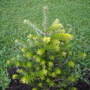 Abies koreana 'Aurea'