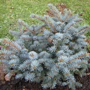Picea pungens 'Blue Trinket'