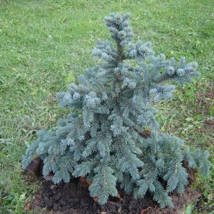 Picea pungens 'Neugebauer'