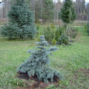 Picea pungens 'Neugebauer'