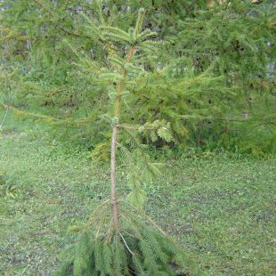 Picea abies 'Krasickiana'