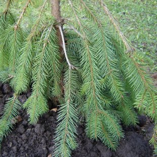 Picea abies 'Krasickiana'