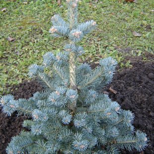 Abies lasiocarpa 'Compacta'