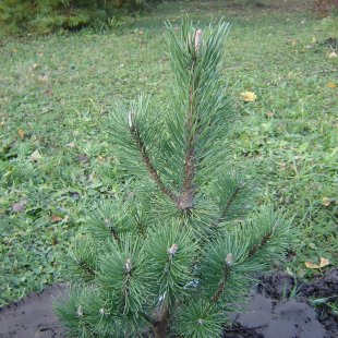 Pinus mugo 'Columnaris'