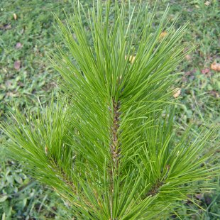 Pinus tabuliformis
