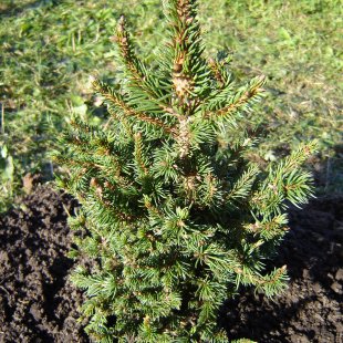 Picea abies 'Valentins'