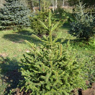 Picea abies 'Remontii'
