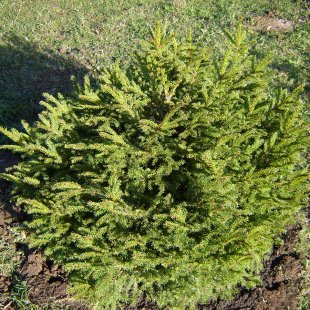 Picea abies 'Luuaa Pearl'