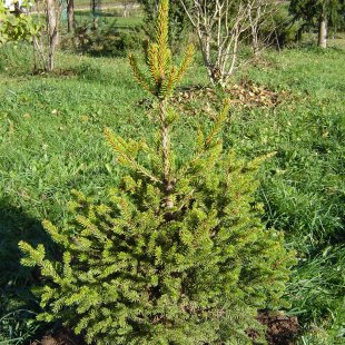 Picea abies 'Will's Zwerg'