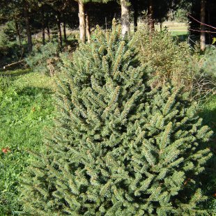 Picea abies 'Ohlendorfii'
