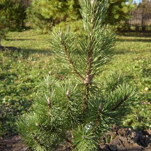 Pinus mugo 'Columnaris'