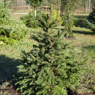Picea abies 'Barryi'