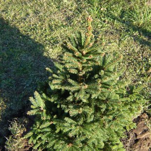 Picea abies 'Barryi'