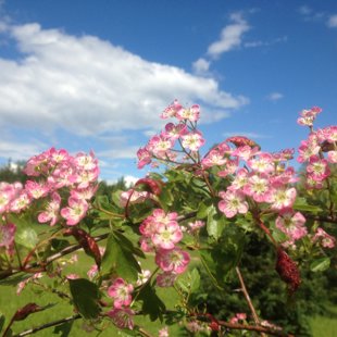 Craraegus laevigata 'Rosea'
